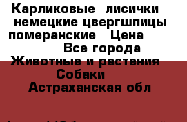 Карликовые “лисички“  немецкие цвергшпицы/померанские › Цена ­ 35 000 - Все города Животные и растения » Собаки   . Астраханская обл.